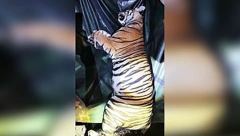 A four-year-old tigress rescued along with her three cubs 