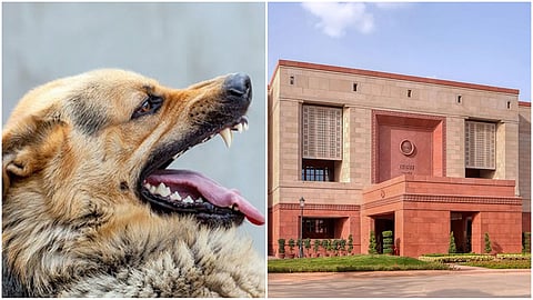 Rabies dog- Parliament (file photo)