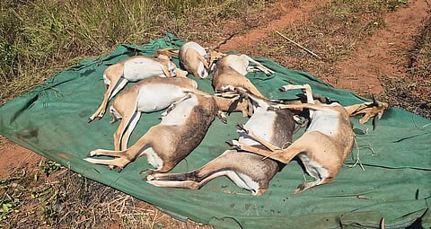 The death of 31 blackbucks at the Kittur Rani Chennamma Mini-zoo (KRCM) in Belagavi may have been prevented