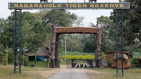 ನಾಗರಹೊಳೆ ಹುಲಿ ಅಭಯಾರಣ್ಯದಲ್ಲಿ ಕ್ರಿಕೆಟ್ ಪಂದ್ಯ: ಅರಣ್ಯಾಧಿಕಾರಿಗಳ ವಿಚಾರಣೆ
