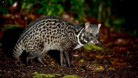 Malabar Civet