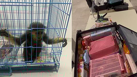 Red-Shanked Doucs hidden in his checked-in baggage