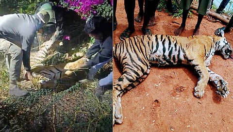 Snared tiger dies of asphyxiation in Nagarahole Tiger Reserve