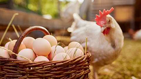 Egg Prices Touch 100 rupees Per Dozen