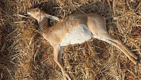 blackbucks found dead with gunshot wounds in Chikkkamgaluru