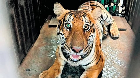 The tigress that had been frequenting villages near BTR was caught