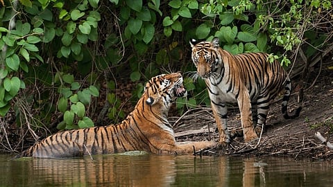 ಸಂಗ್ರಹ ಚಿತ್ರ