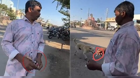 Stray Dog Given Lethal Injection In Telangana