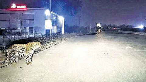 Leopard sighted near Sattur Flyover in Dharwad on Friday night