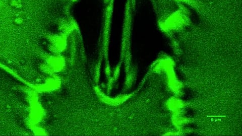 The breakthrough could help unlock crops that grow smarter, stronger, and more drought-resistant.