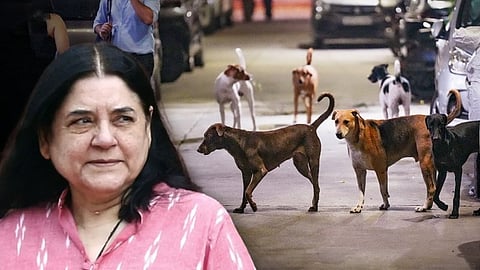 ಬೀದಿ ನಾಯಿ ವಿಷಯ ಸಂಬಂಧ ಮೇನಕಾ ಗಾಂಧಿಗೆ 'ಸುಪ್ರೀಂ' ಛೀಮಾರಿ: ಉಗ್ರ ಕಸಬ್ ಬಗ್ಗೆ ಕೋರ್ಟ್ ಪ್ರಸ್ತಾಪಿಸಿದ್ದೇಕೆ?