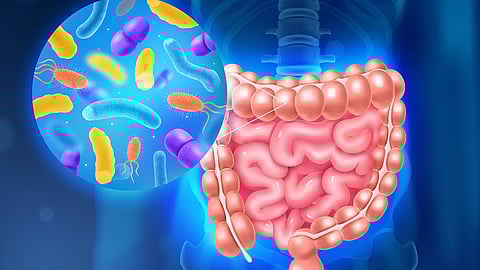 Gut microbes (file photo)