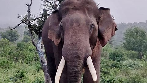 ಆನೆ (ಸಾಂಕೇತಿಕ ಚಿತ್ರ)