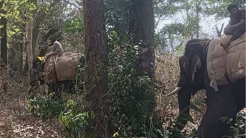 Rogue Elephant Finally Captured