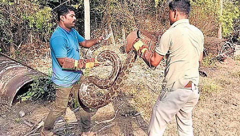 New record: Karwar foresters rescue 6 pythons in a day