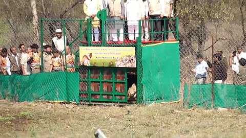 9 cheetahs from Botswana arrive at Kuno National Park