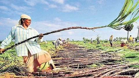  farmer Casual Images