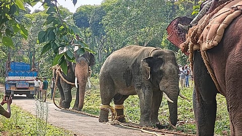 The captured elephant being shifted onto a truck with the help of tamed elephants.