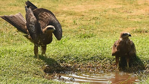 Kites quenches thirst from a small pond on the lawn at Vidhana Soudha premises in Bengaluru.