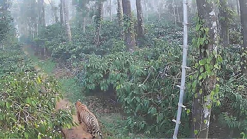 Tiger spotted