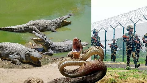 BSF plans to deploy snakes and crocodiles