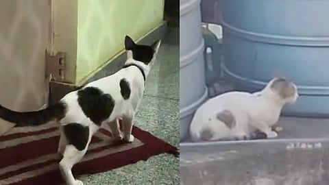 BIZARRE Case In Bengaluru, A resident's male cat impregnated a neighbour's female cat