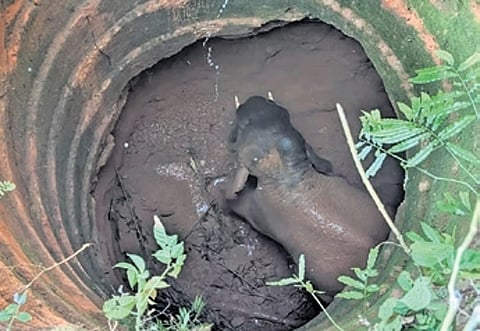 The tusker had fallen into the open dry well near Peraja in Dakshina Kannada