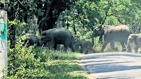 A herd of elephants being chased into the Maldare Forest in Kodagu district