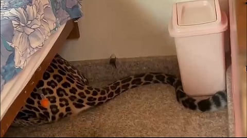 Leopard strays into house in Mysuru