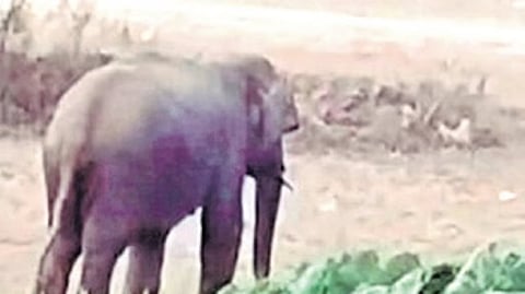 Wild elephant seen moving around at Shivaji Nagar area in Khanapur on Sunday