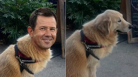 Adam Gilchrist met a Golden Retriever named Ricky Ponting.