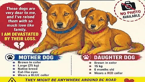 Mangaluru man searches for missing pet dogs