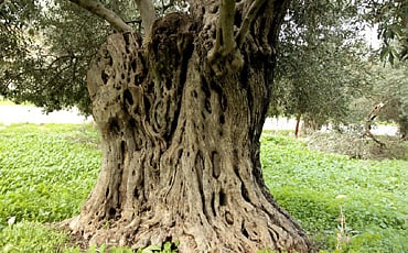 ಆಲಿವ್ ಮರಗಳ ಜಾಡು ಹಿಡಿದು