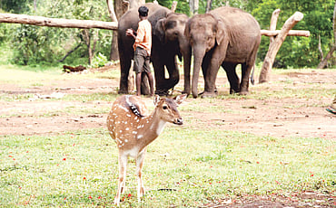 ಕಾಡು ಜೀವನ