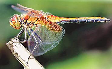 ಏರೋಪ್ಲೇನ್ ಚಿಟ್ಟೆ