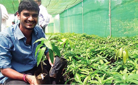ಅಪ್ಪೆ ಮಾವು