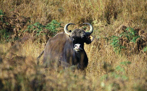 ಕಾವೇರಿ ವನ್ಯಧಾಮ (ಸಂಗ್ರಹ ಚಿತ್ರ)