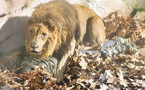 ಹೆದರಿ ಬೋರಲು ಮಲಗಿದ ವ್ಯಕ್ತಿಯ ಮೇಲೆ ಕುಳಿದ ಸಿಂಹ