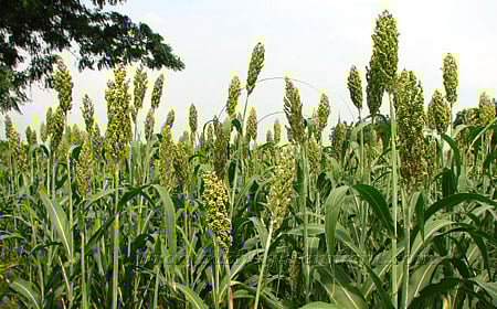 ಈ ಬಾರಿಯೂ ಅನ್ನಭಾಗ್ಯಕ್ಕಿಲ್ಲ ಜೋಳ