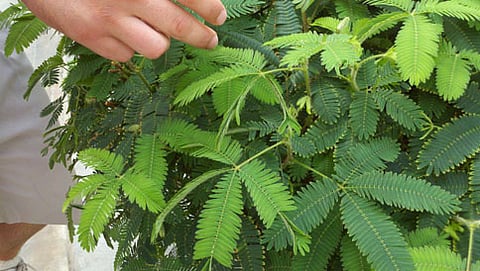 ನಾಚಿಕೆ ಮುಳ್ಳಿನ ಗಿಡ (ಸಂಗ್ರಹ ಚಿತ್ರ)