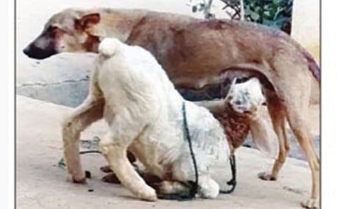 ನಾಯಿ  ಅನಾಥ ಕುರಿಮರಿಗೆ ಹಾಲುಣಿಸುತ್ತಿರುವ ದೃಶ್ಯ