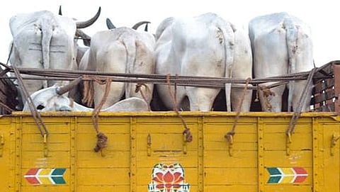 ಗೋ ಕಳ್ಳಸಾಗಣೆ