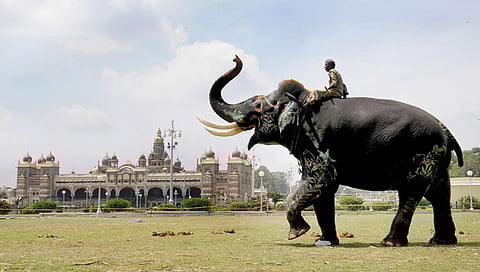 ತಾಲೀಮಿನಲ್ಲಿ ತೊಡಗಿರುವ ಅಂಬಾರಿ ಹೊರುವ ಅರ್ಜುನ (ಸಂಗ್ರಹ ಚಿತ್ರ)