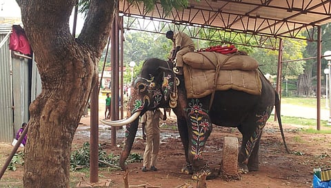 ಅಂಬಾರಿ ಹೊರುವ ಅರ್ಜುನನ ತಾಲೀಮು (ಸಂಗ್ರಹ ಚಿತ್ರ)
