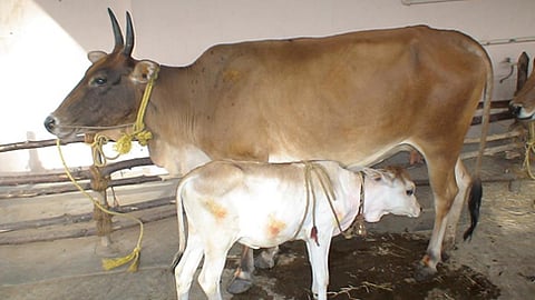 ಸಾಂದರ್ಭಿಕ ಚಿತ್ರ