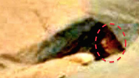 ಮಂಗಳ ಗ್ರಹದಲ್ಲಿ ಅನ್ಯಗ್ರಹ ಜೀವಿ  (ಕೃಪೆ: ನಾಸಾ)