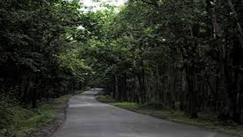 ಅಣಶಿ ಅಭಯಾರಣ್ಯ(ಸಂಗ್ರಹ ಚಿತ್ರ)