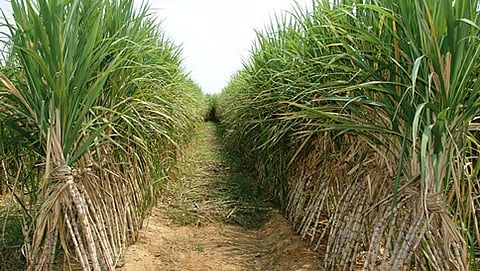 ಕಬ್ಬು