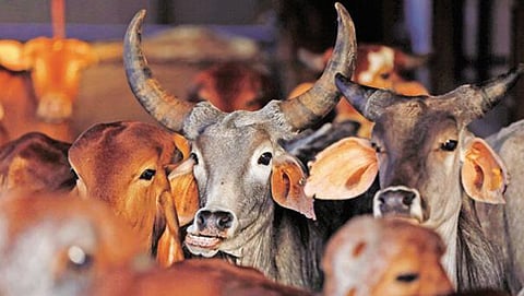 ಸಾಂದರ್ಭಿಕ ಚಿತ್ರ