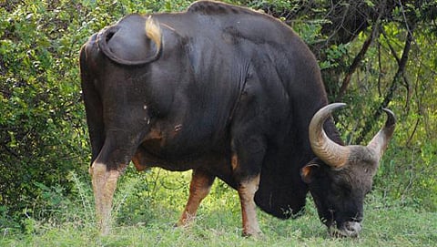 ವನ್ಯಜೀವಿ